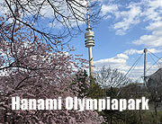 Hanami Dahoam: Kirschbl&uuml;tenzeit in M&uuml;nchen - hier finden sie die sch&ouml;nsten Spots f&uuml;r Ihre Kirschbl&uuml;ten Fotos (&copy;Foto: Martin Schmitz)